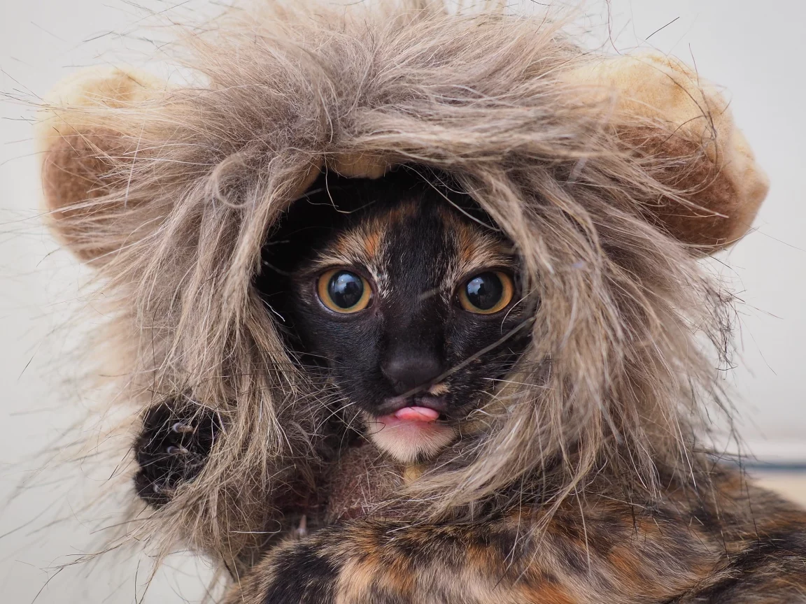 костюм, глаза, котенок