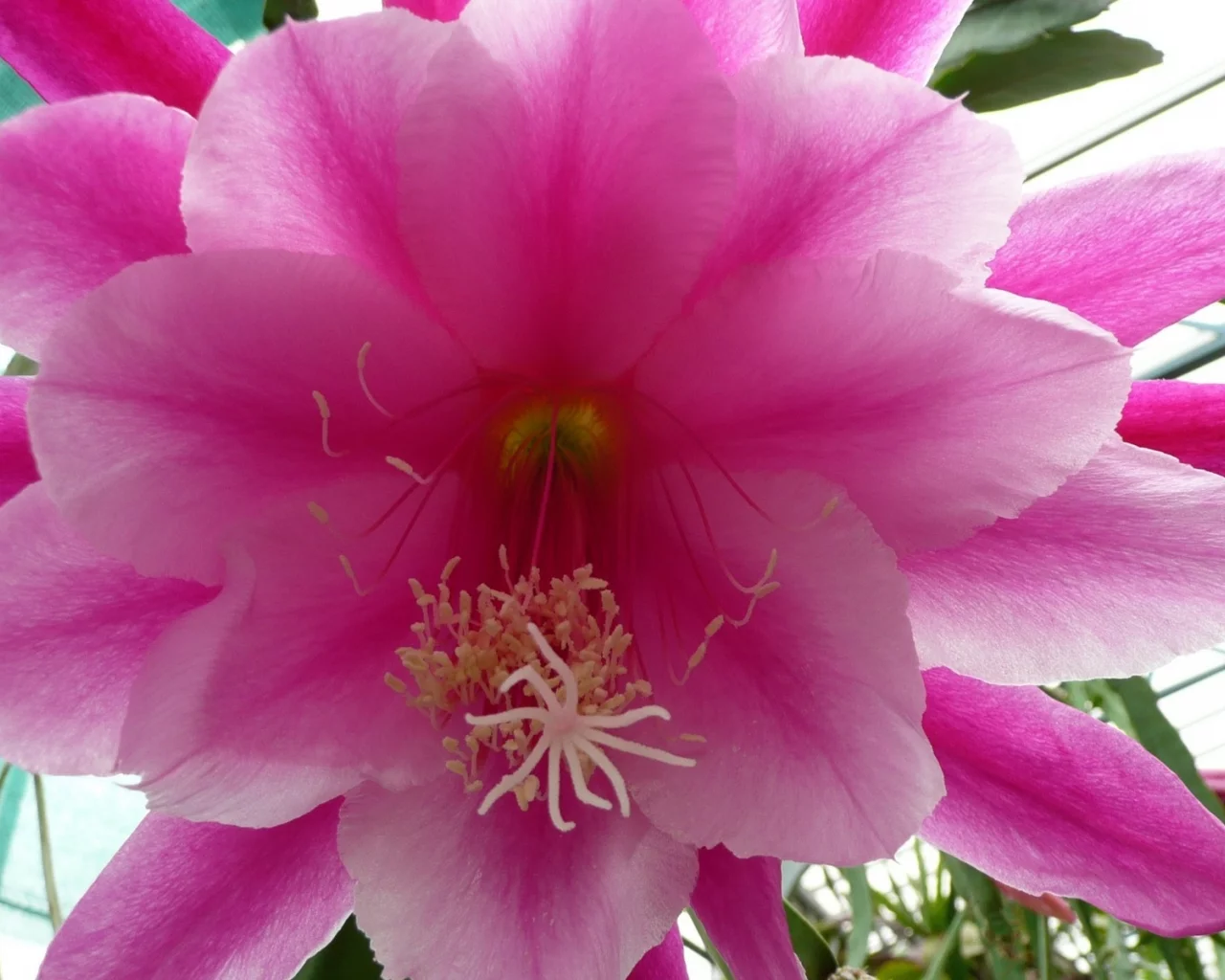cactus, flower