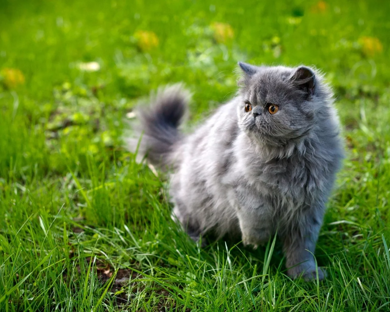 кошка, киса, кот