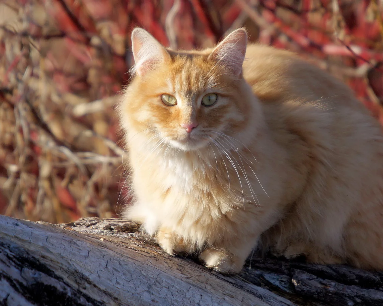 кошка, киса, кот