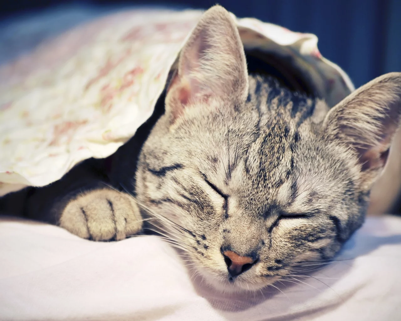 кошка, киса, кот