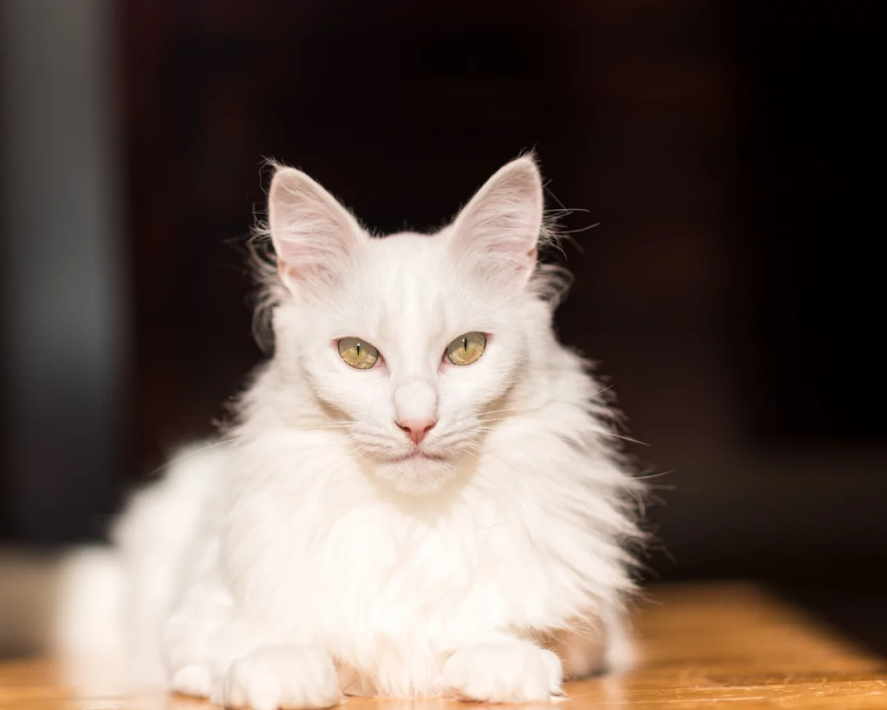 кошка, киса, кот