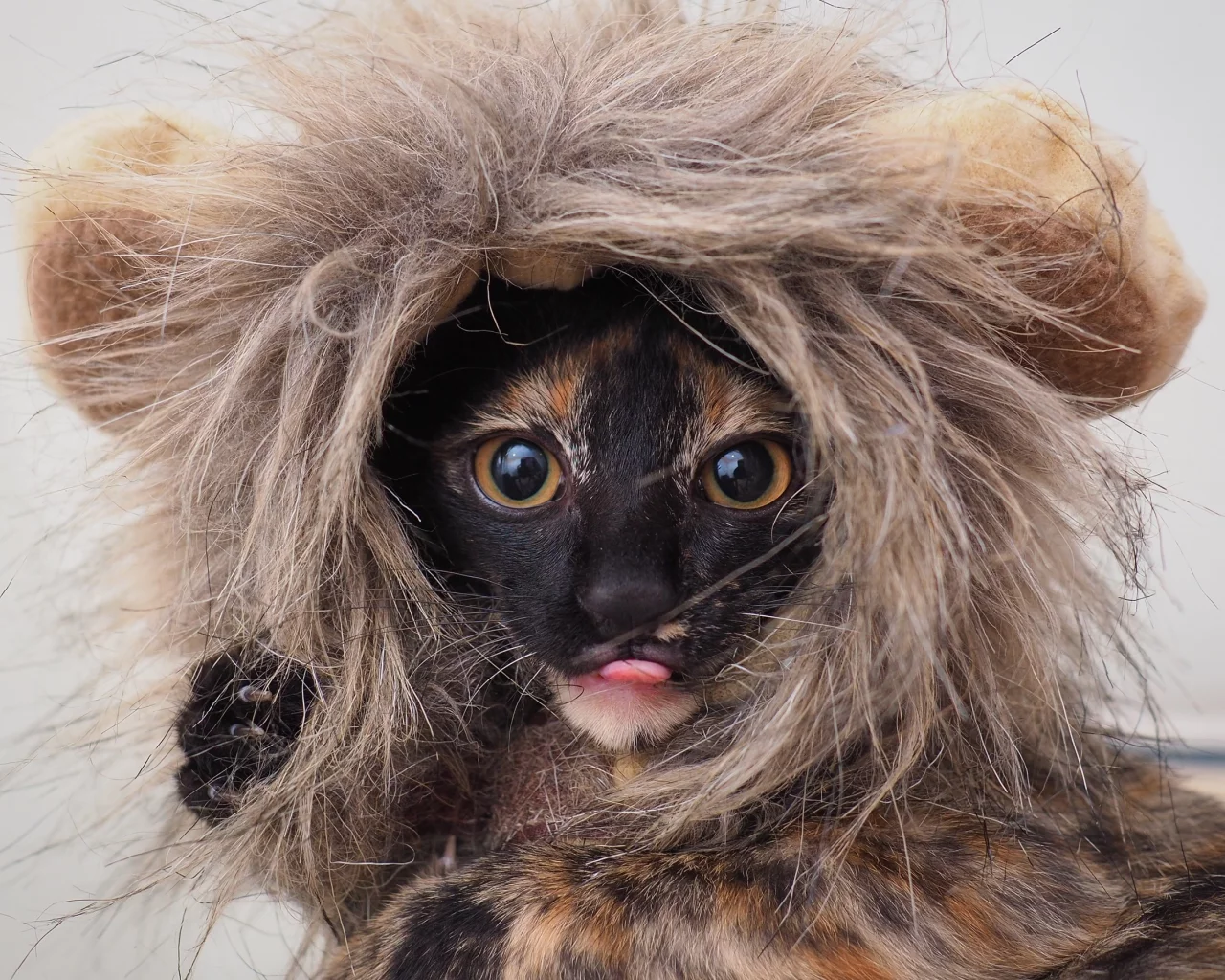 костюм, глаза, котенок