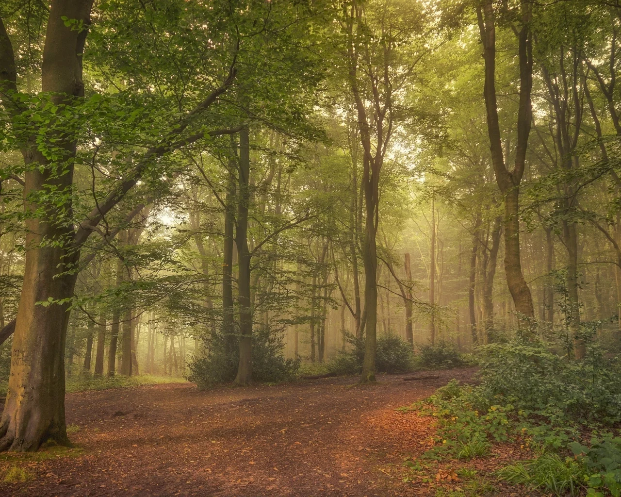 лес, туман, tree, forest, path, fog, fallen, park, green, nature, landscapes, trees, forest, trail, woods, leaves, fence, sunrise, see, summer, wide