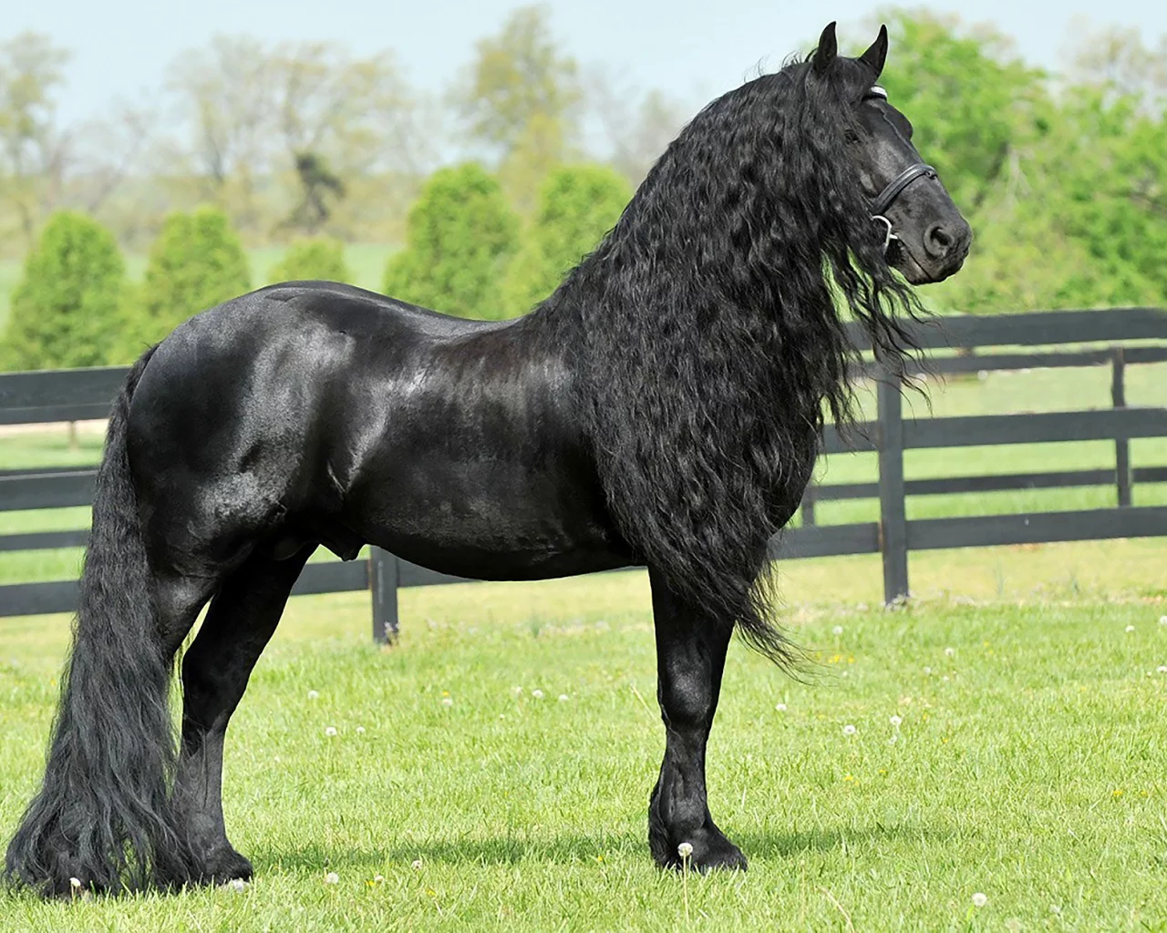конь, жеребец, лошадь, луг, horse, friedrich, great, stallion, horse, meadow, sun, summer, see, front, black, smile, flowers, field, sun, summer, see, nice, wide