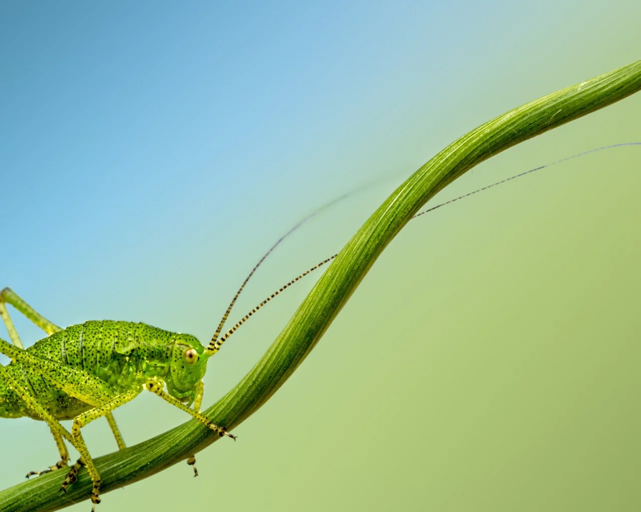 insect, cricket, branch