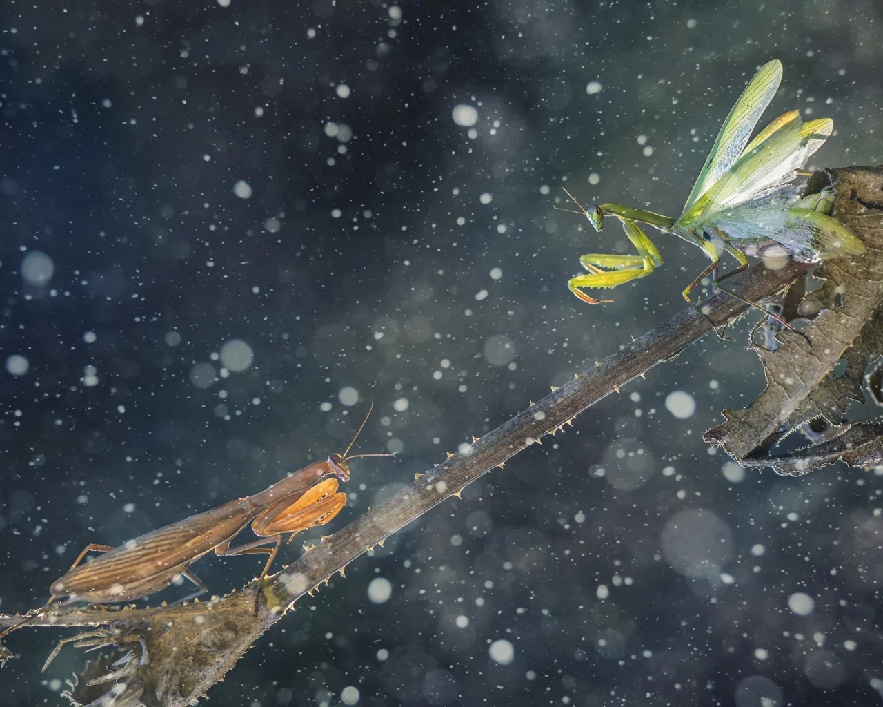 green mantis, mantises, thorns, brown mantis, battle, leaf, branch