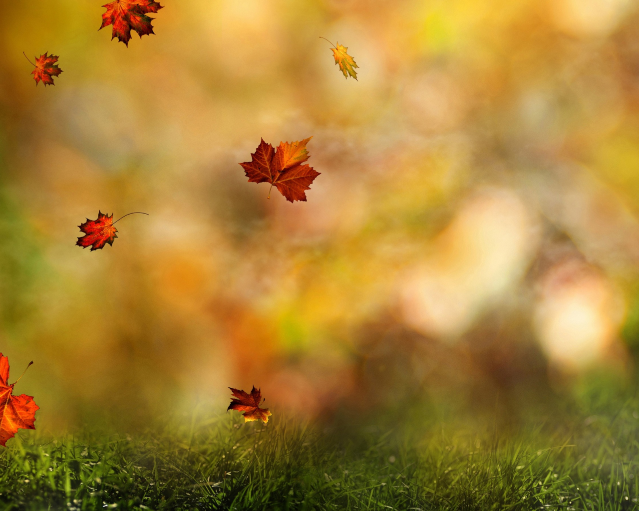 падают, листья, цвета, осень, лес, капли, роса, макро, природа, кружится, размытость, wallpaper, боке, воды, осени, осенний, трава, nature