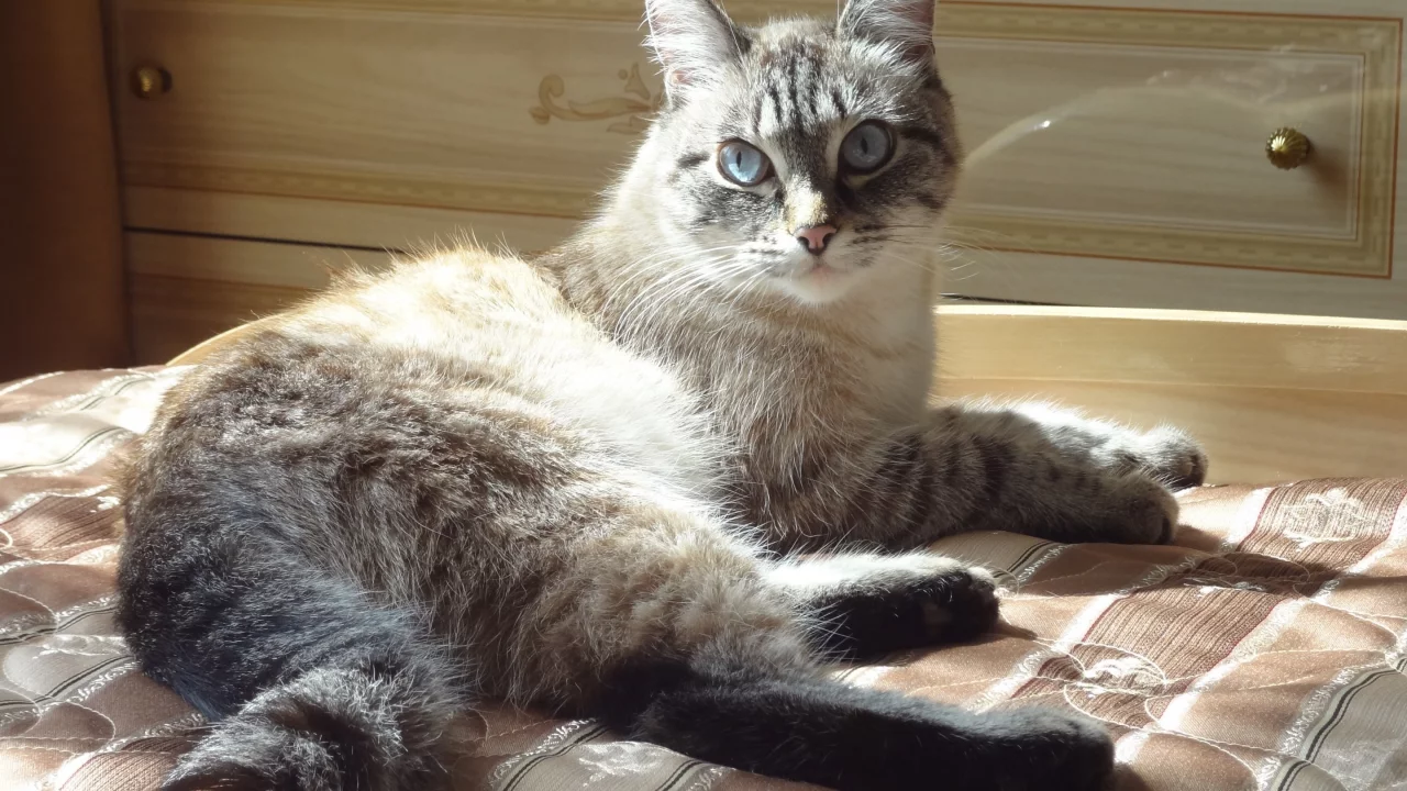 кошка, киса, кот
