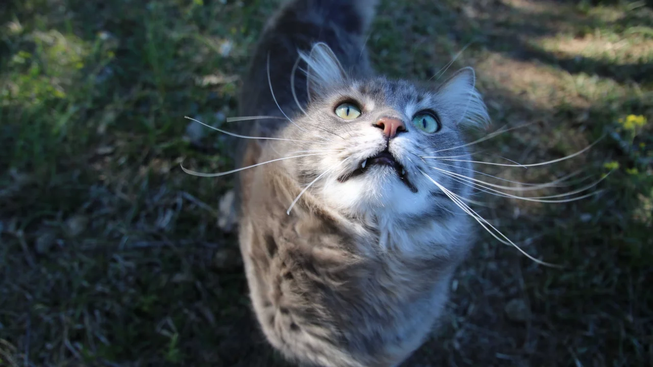 кошка, киса, кот