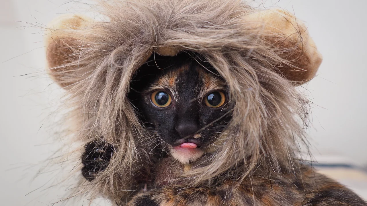 костюм, глаза, котенок