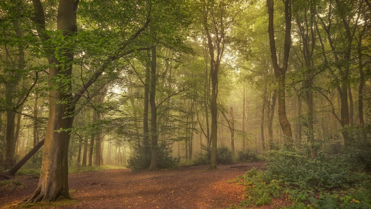 лес, туман, tree, forest, path, fog, fallen, park, green, nature, landscapes, trees, forest, trail, woods, leaves, fence, sunrise, see, summer, wide