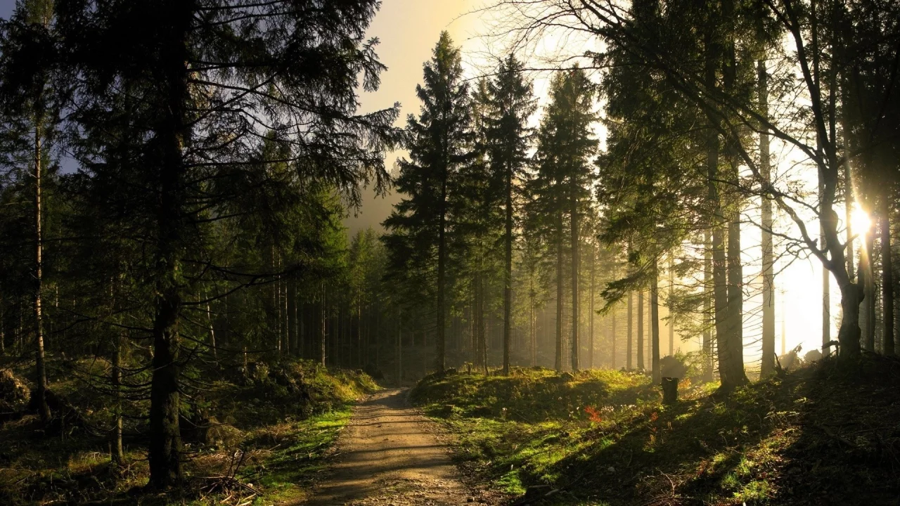 лес, дорога, forest, road, trees, sunrise, grass, green, fence, leaves, mist, moss, morning, trees, forest, fallen, park, green, nature, landscapes, trees, forest, trail, woods, leaves, fence, sunrise, see, sun, day, summer, wide
