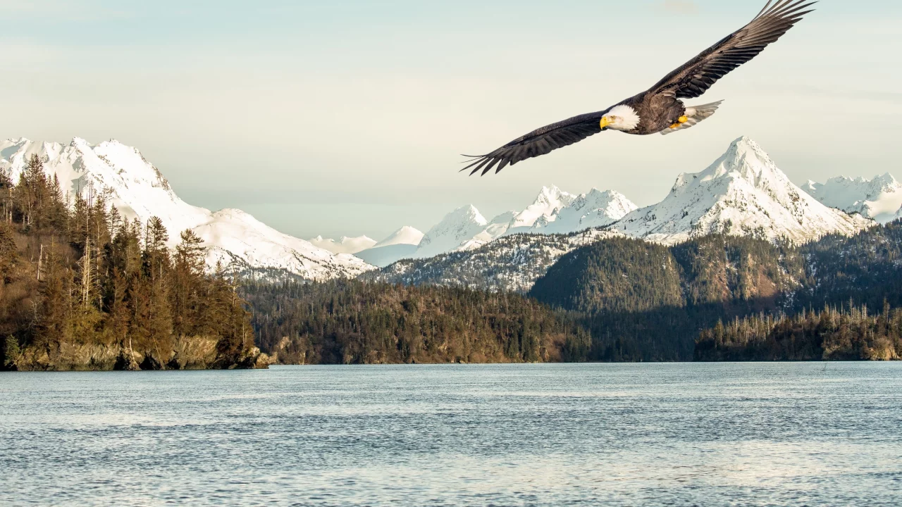 sunlight, bald eagle, mountains, flight, sea, flying, bird, snow