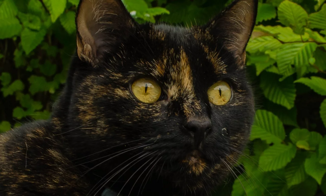 кошка, взгляд