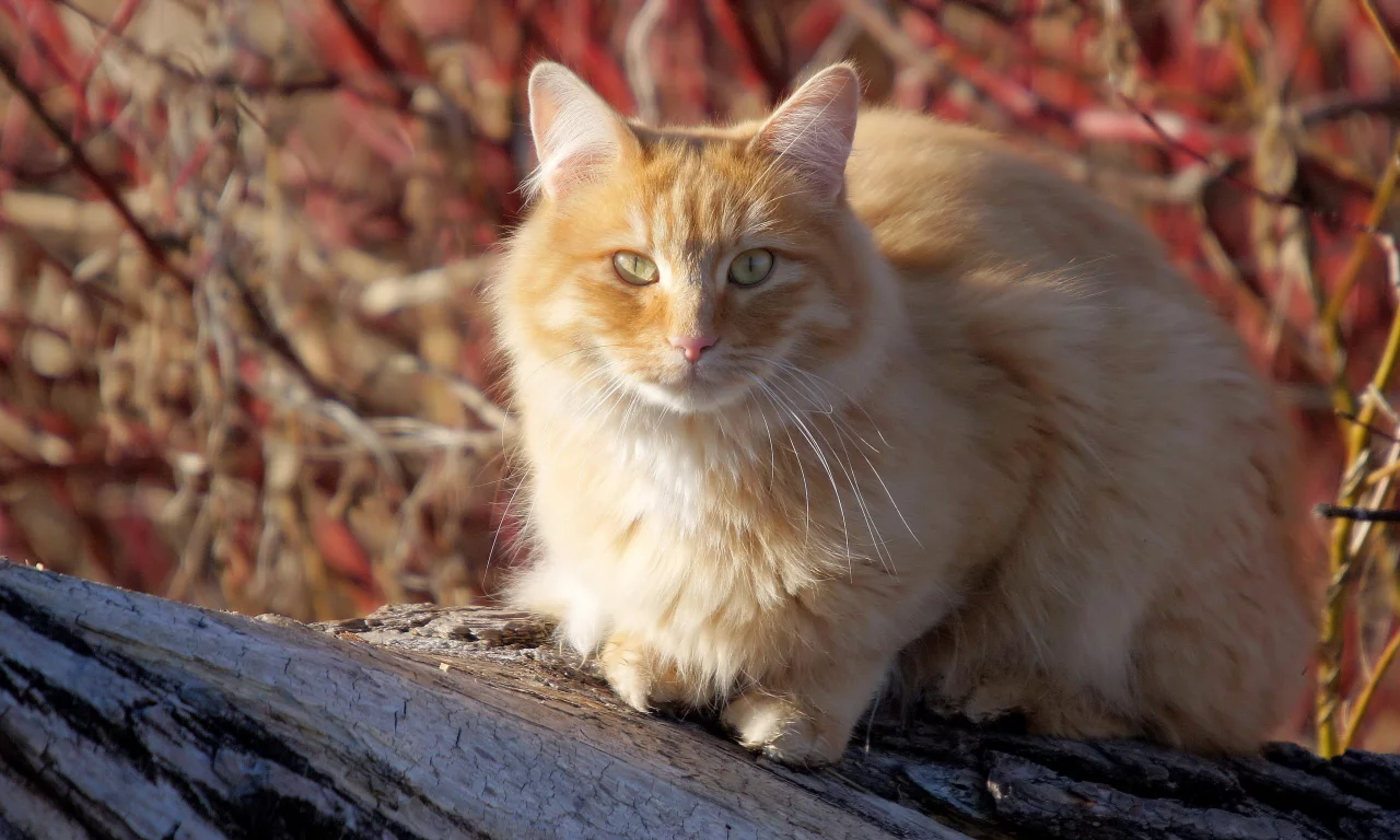 кошка, киса, кот