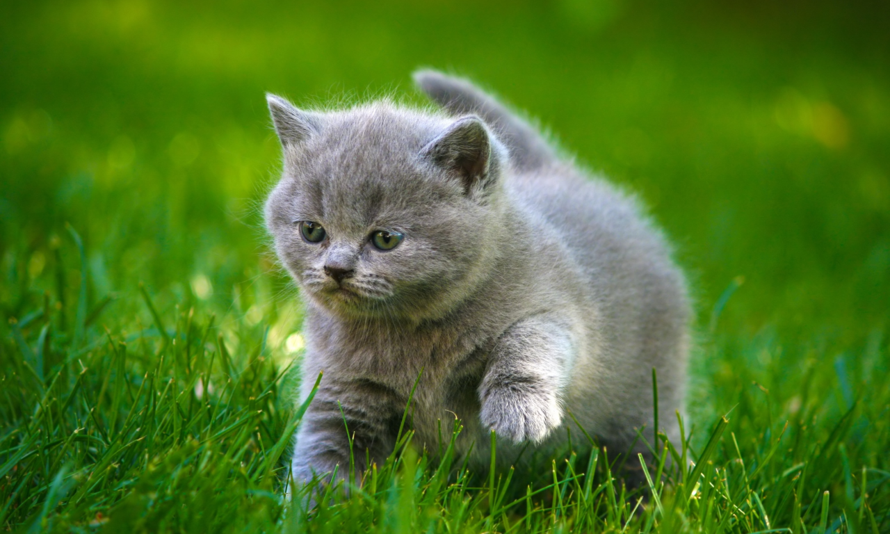 котик, котенок, трава, серый, малыш