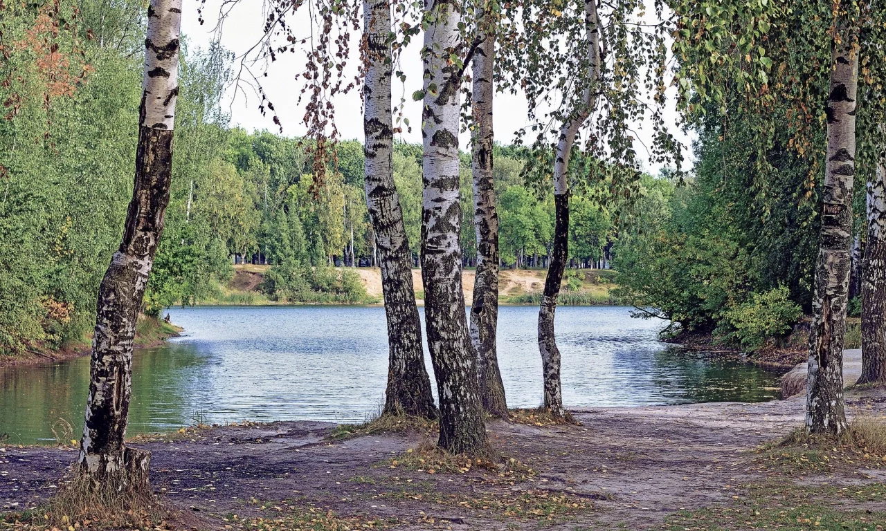 лес, берёзки, forest, birch, trees, river, sunrise, grass, green, leaves, mist, moss, day, trees, forest, fallen, park, green, nature, landscapes, trees, forest, trail, woods, leaves, sunrise, see, sun, day, summer, wide
