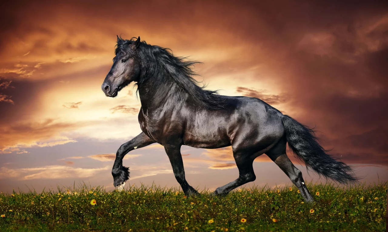конь, жеребец, лошадь, луг, horse, stallion, horse, meadow, sun, summer, see, front, black, smile, flowers, field, sun, summer, see, nice, wide