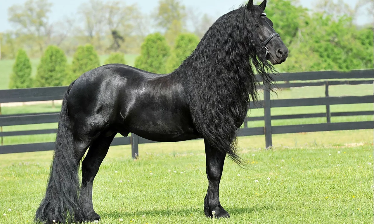 конь, жеребец, лошадь, луг, horse, friedrich, great, stallion, horse, meadow, sun, summer, see, front, black, smile, flowers, field, sun, summer, see, nice, wide