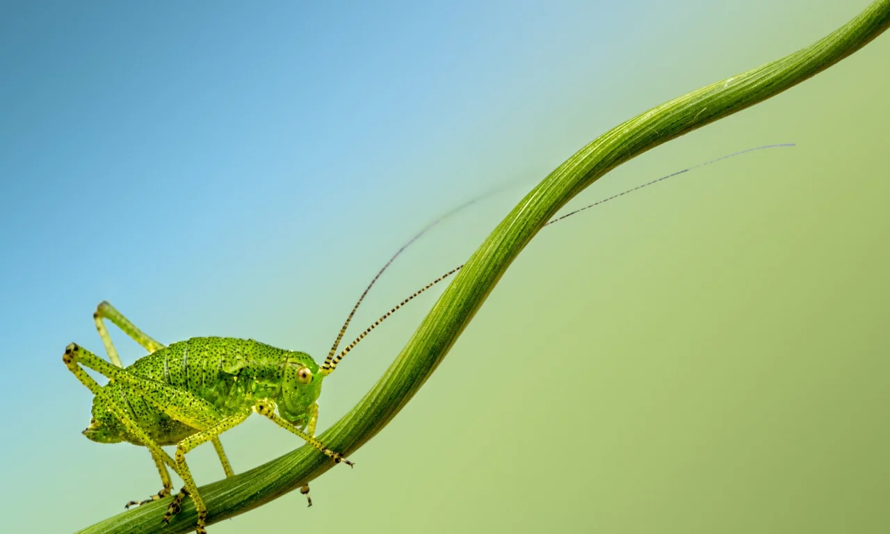 insect, cricket, branch