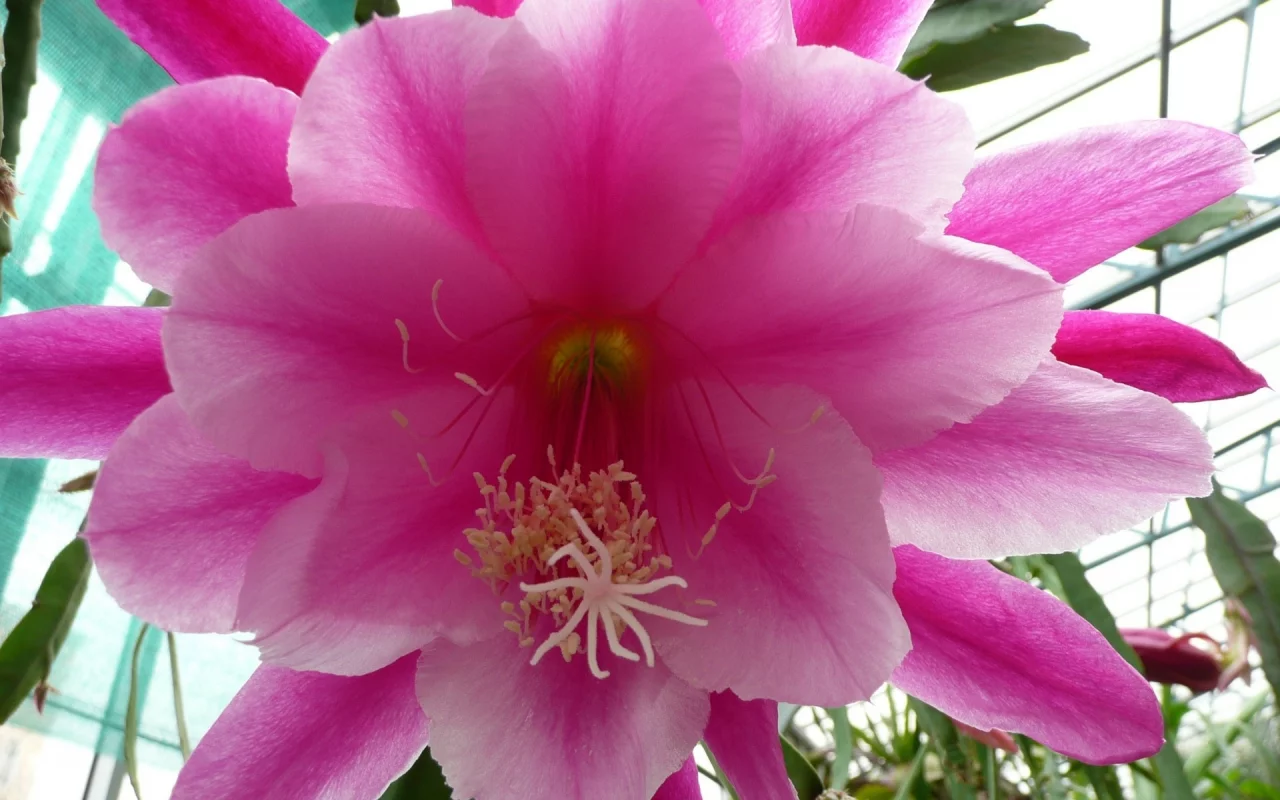 cactus, flower