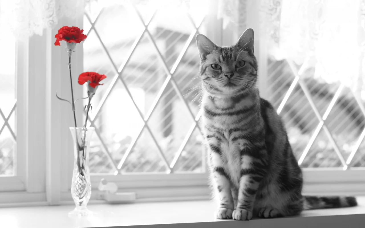окно, цветы, взгляд, кошка