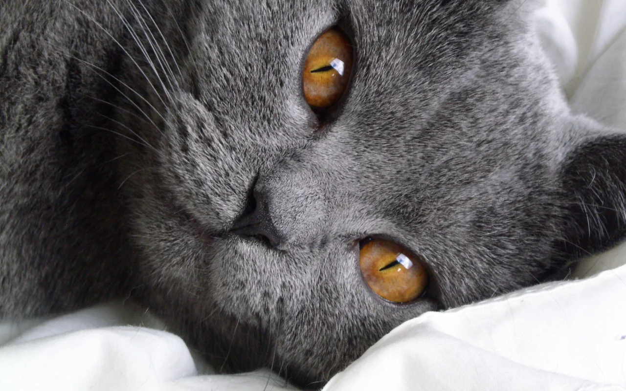 кошка, киса, кот