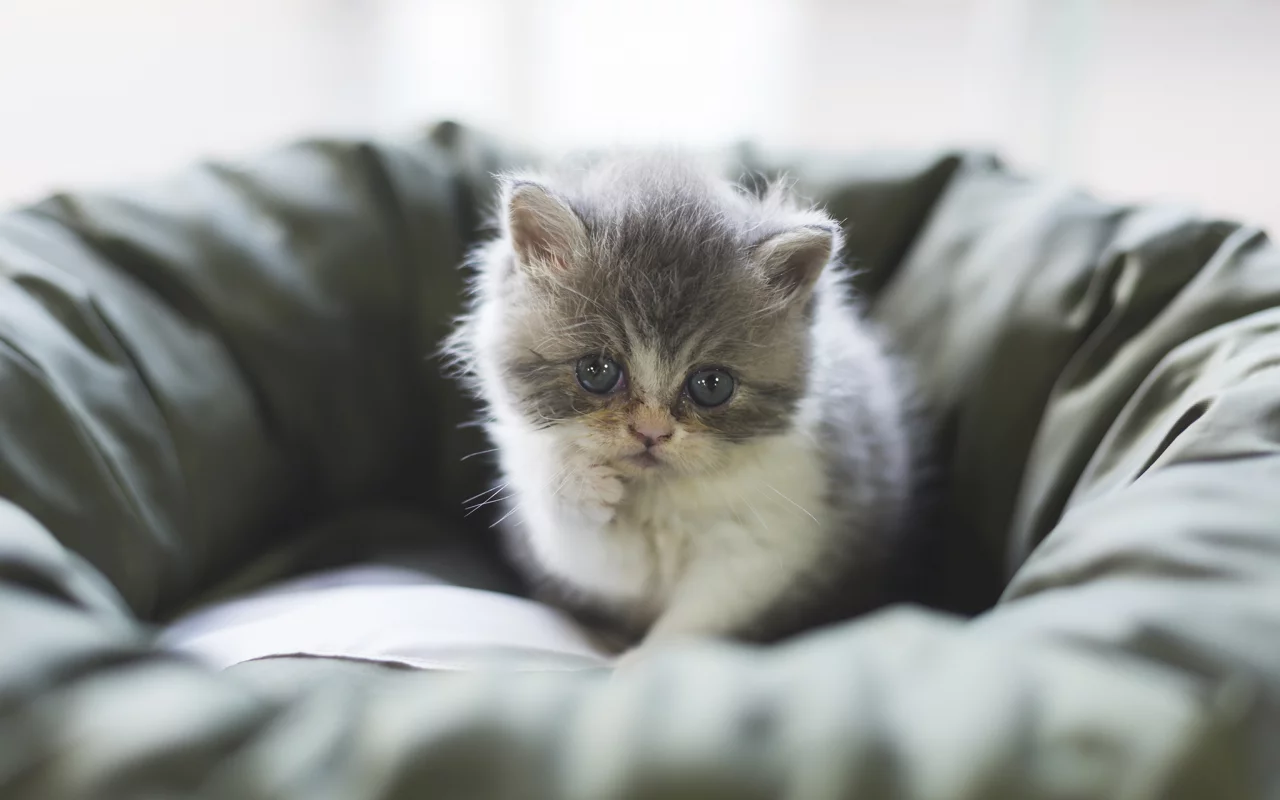 кошка, киса, кот