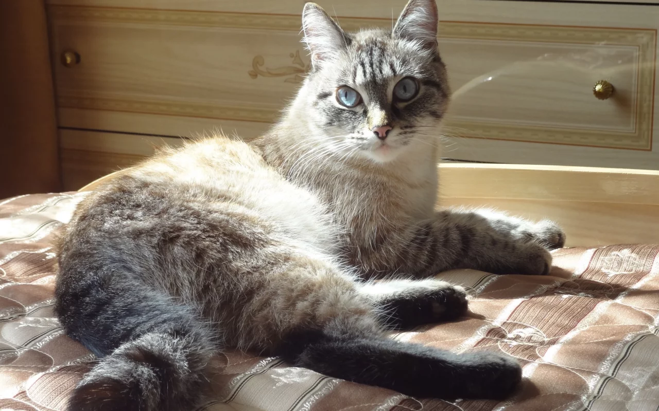 кошка, киса, кот