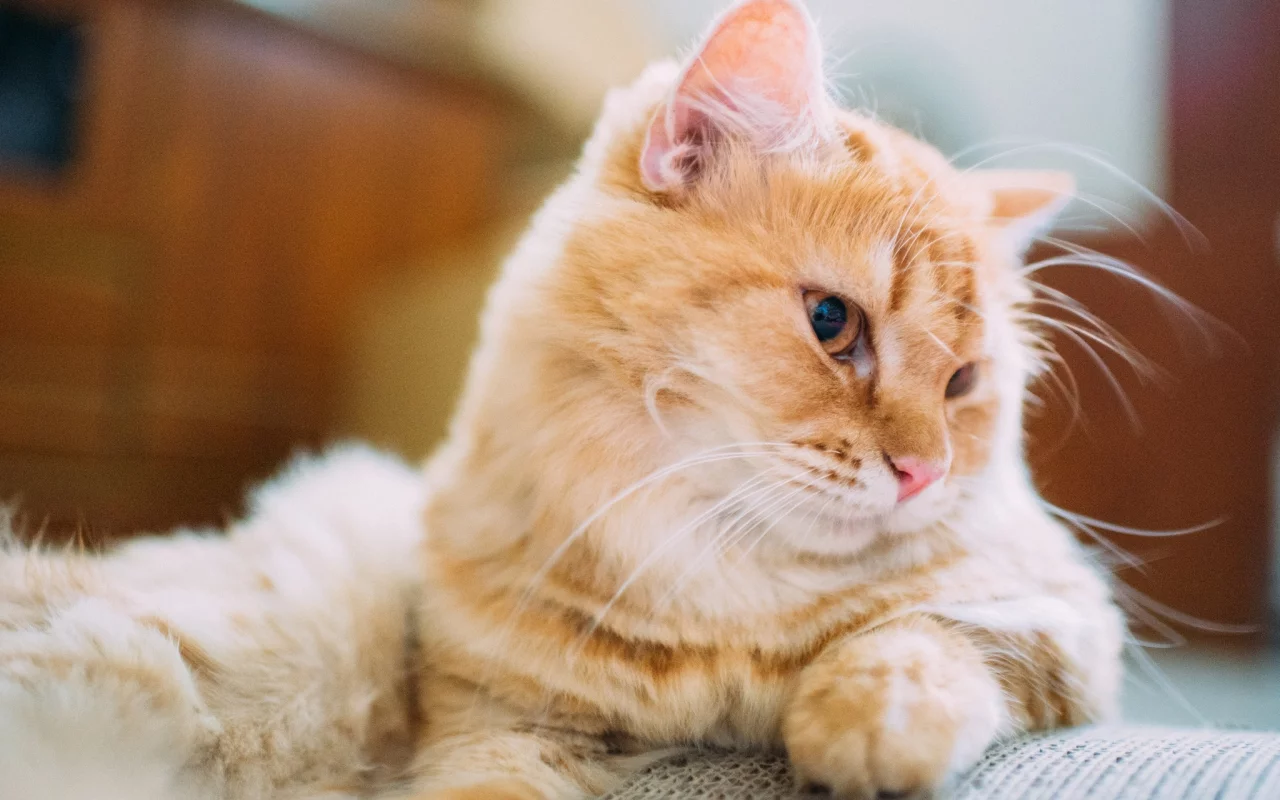 глаза, шерсть, кошка