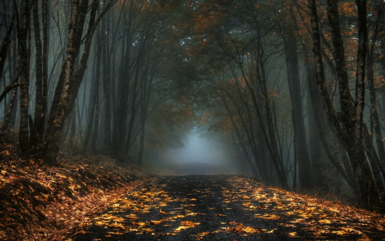 лес, дорога, forest, road, fog, trees, sunrise, grass, green, fence, leaves, mist, moss, trees, forest, fallen, park, green, nature, landscapes, trees, forest, trail, woods, leaves, fence, sunrise, see, sun, day, summer, wide