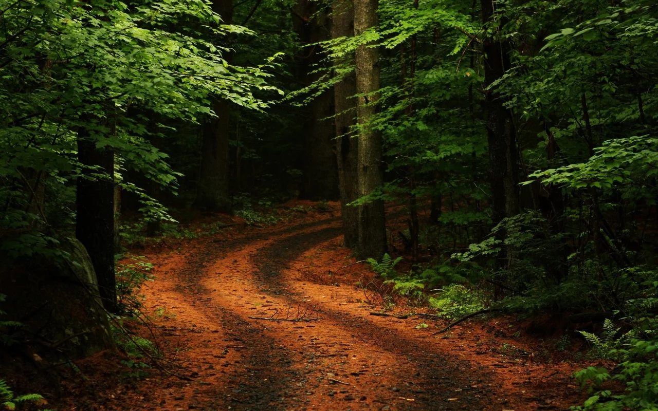 лес, дорога, forest, dense, road, winding, trees, sunrise, grass, green, leaves, mist, moss, trees, forest, fallen, park, green, nature, landscapes, trees, forest, trail, woods, leaves, fence, sunrise, see, dark, summer, wide