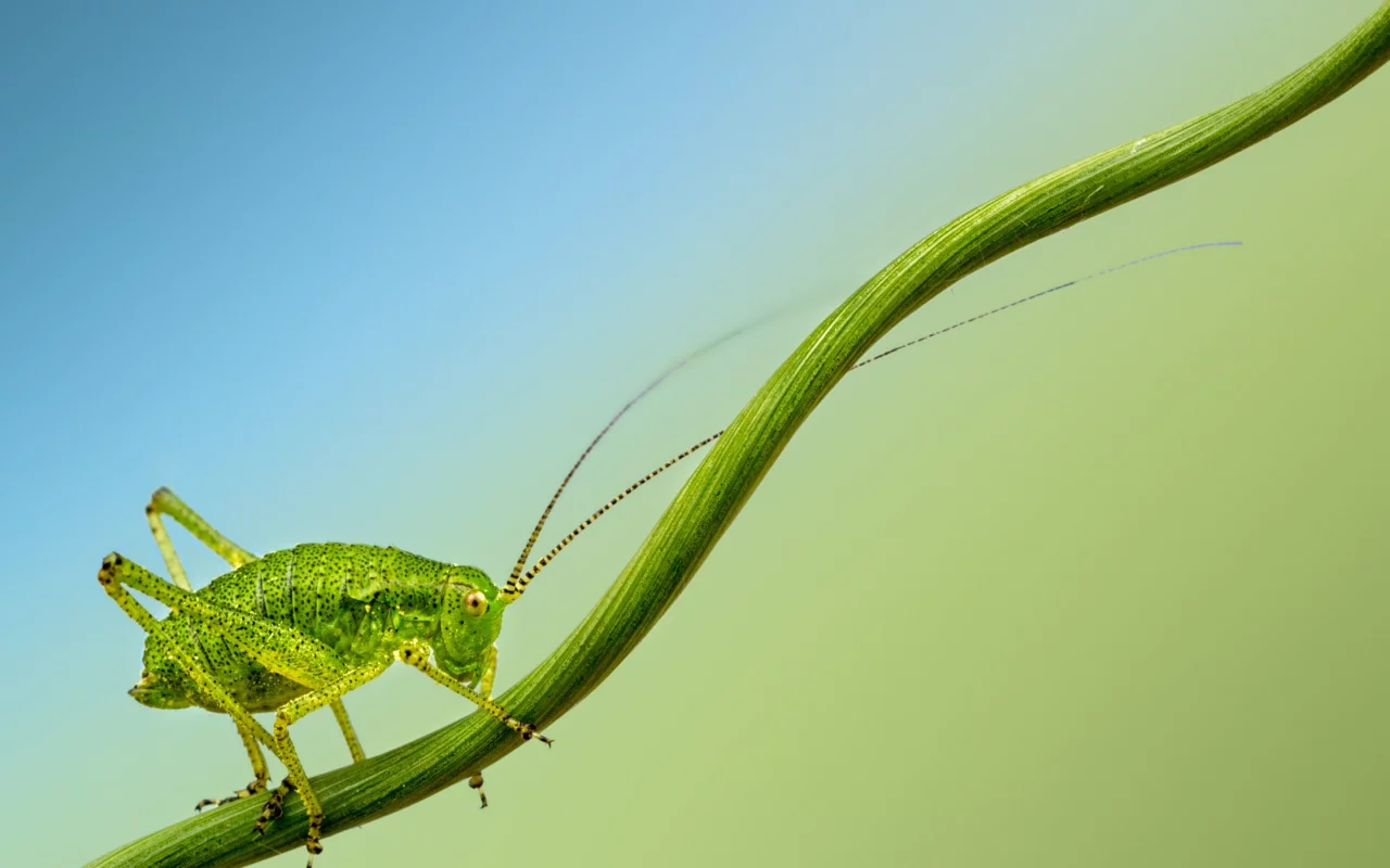 insect, cricket, branch