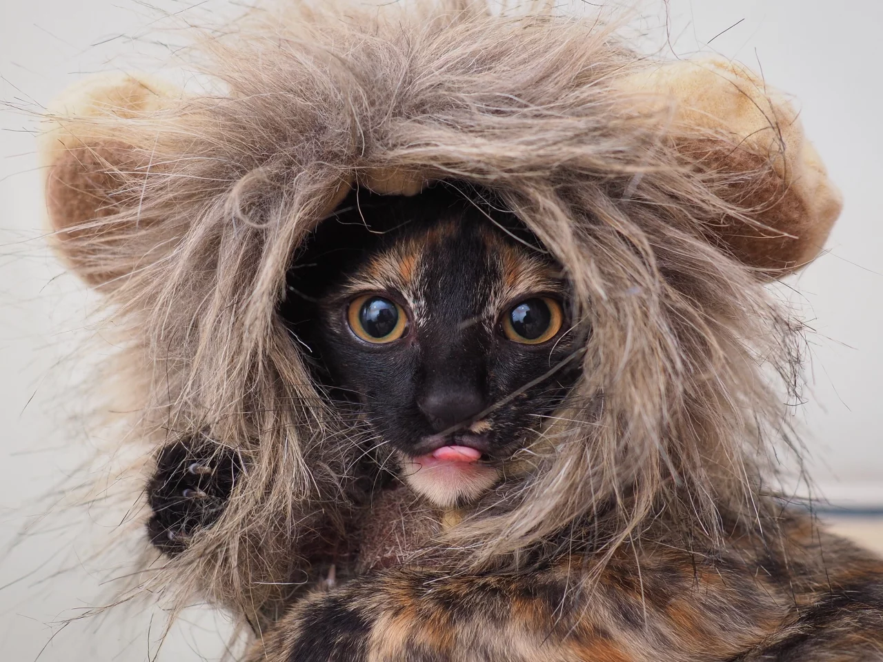 костюм, глаза, котенок