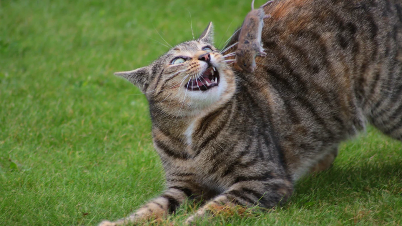кошка, киса, кот