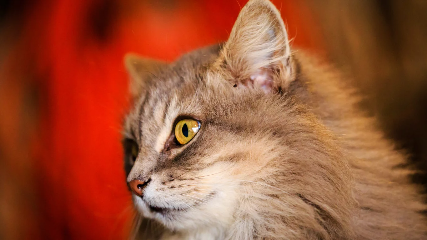 кошка, киса, кот
