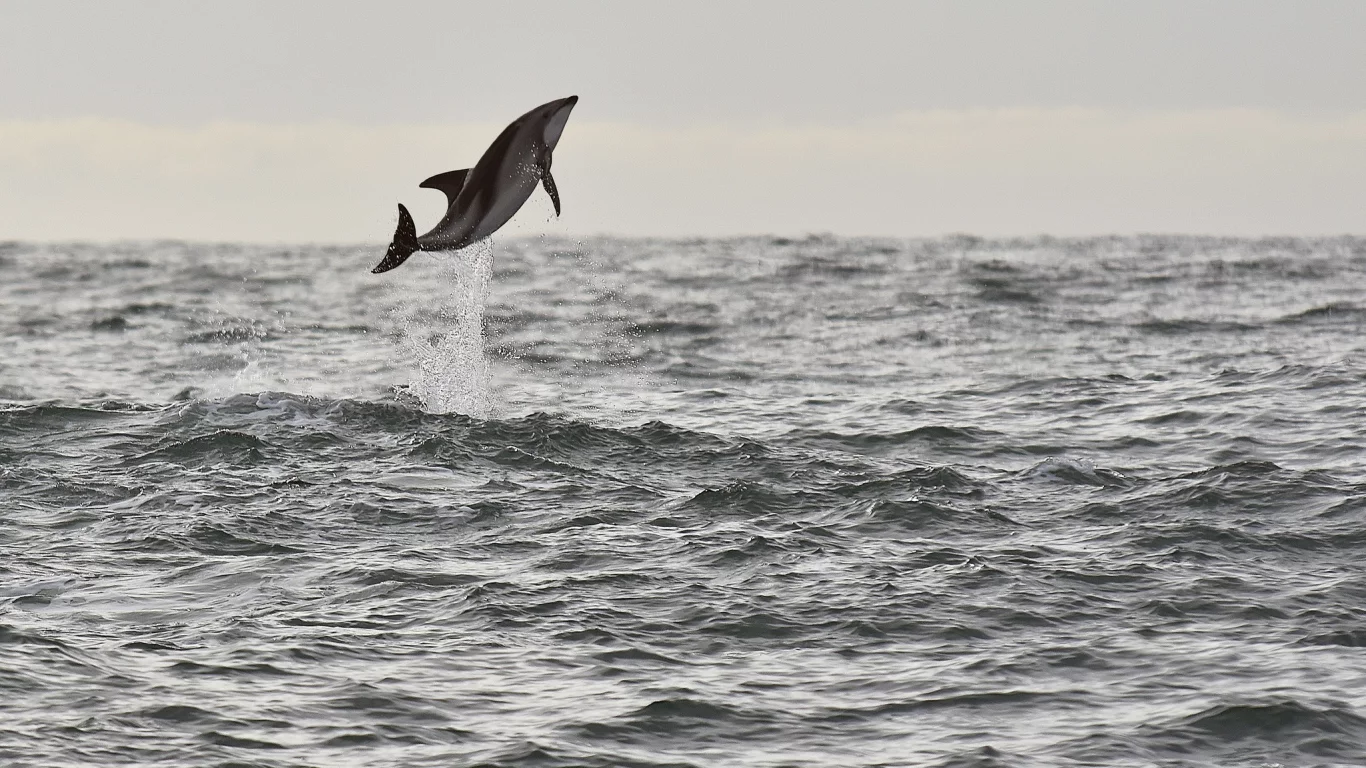 sea, wildlife, dolphin, seascape, jump, splash