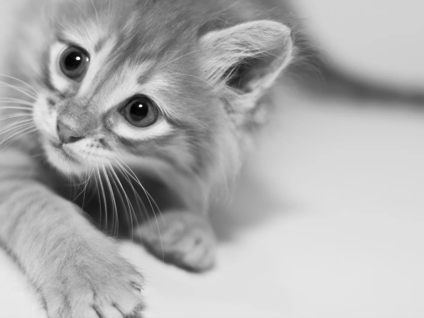 кошка, киса, кот