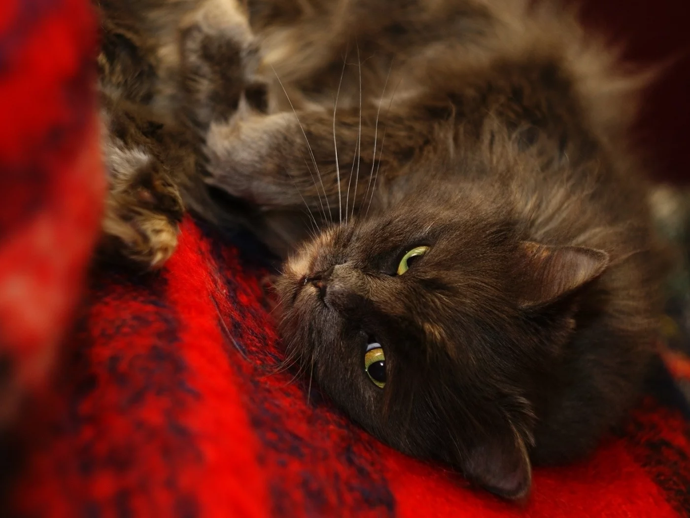 кошка, киса, кот