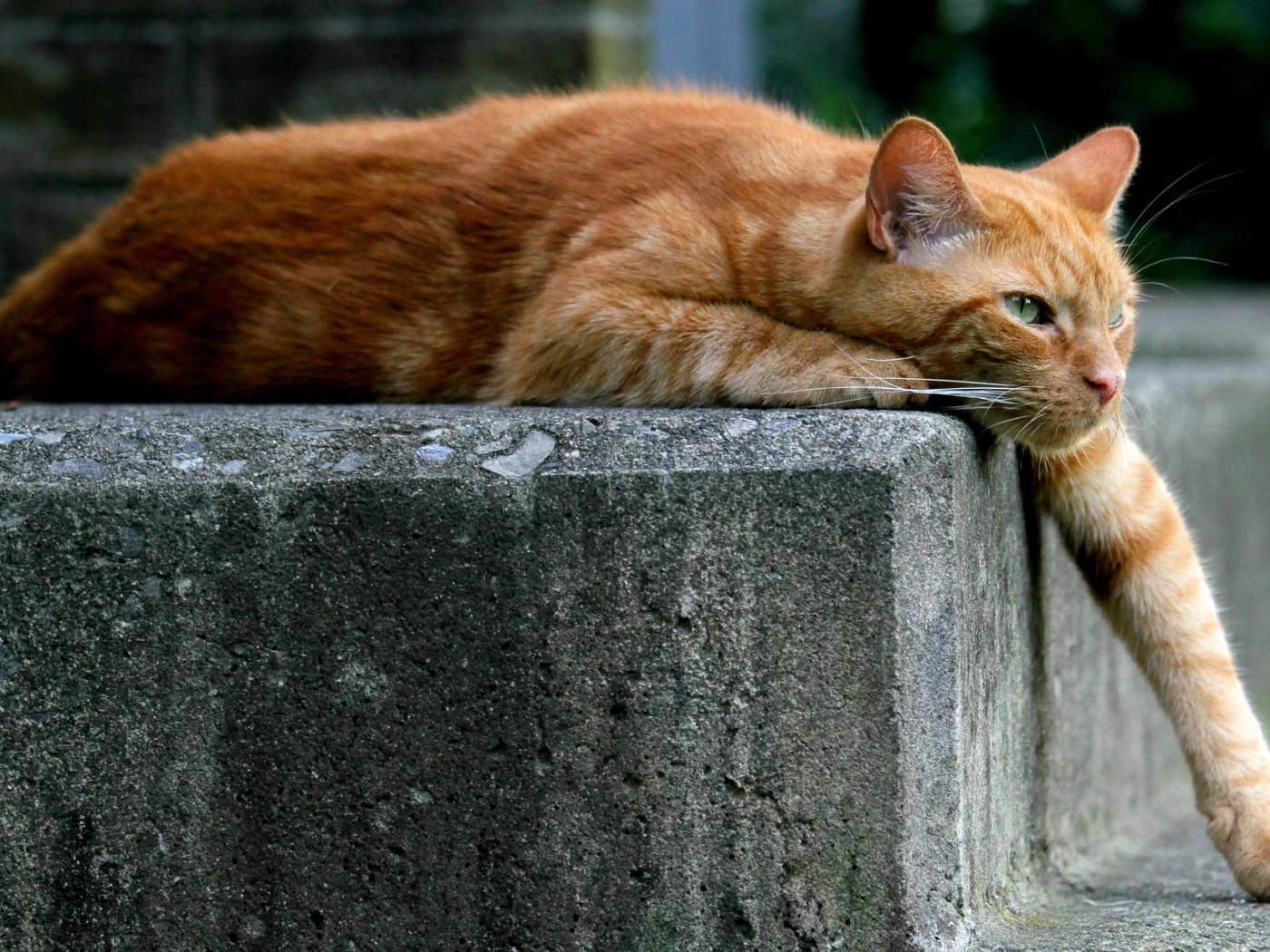 кошка, киса, кот