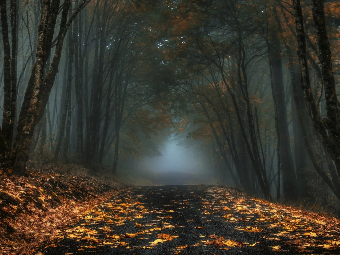 лес, дорога, forest, road, fog, trees, sunrise, grass, green, fence, leaves, mist, moss, trees, forest, fallen, park, green, nature, landscapes, trees, forest, trail, woods, leaves, fence, sunrise, see, sun, day, summer, wide
