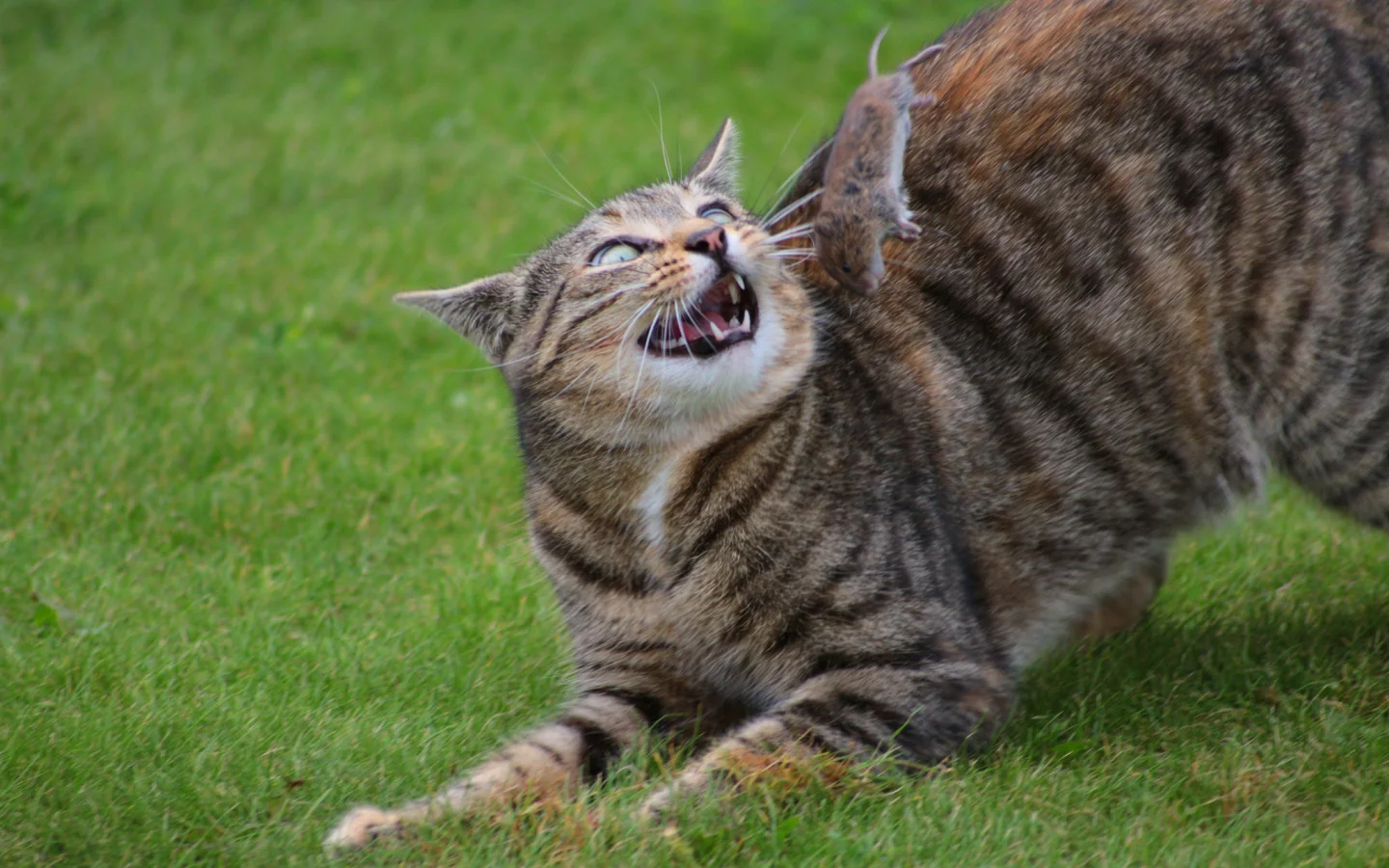 кошка, киса, кот