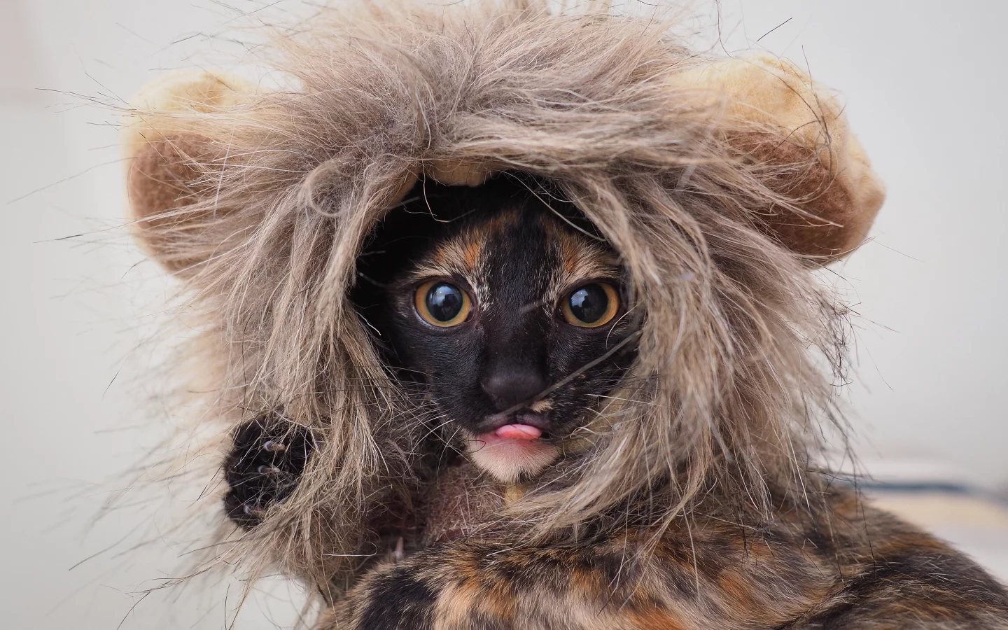 костюм, глаза, котенок