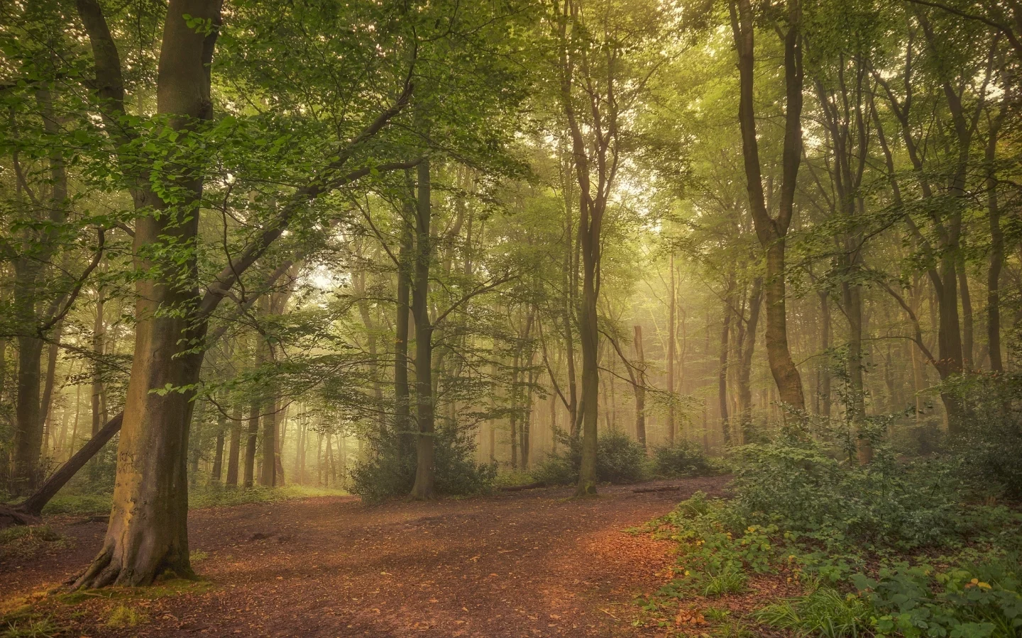 лес, туман, tree, forest, path, fog, fallen, park, green, nature, landscapes, trees, forest, trail, woods, leaves, fence, sunrise, see, summer, wide