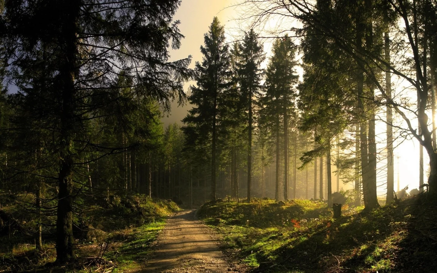 лес, дорога, forest, road, trees, sunrise, grass, green, fence, leaves, mist, moss, morning, trees, forest, fallen, park, green, nature, landscapes, trees, forest, trail, woods, leaves, fence, sunrise, see, sun, day, summer, wide