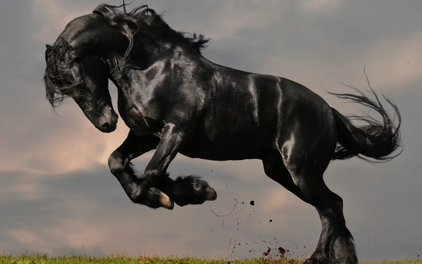 конь, жеребец, лошадь, луг, horse, stallion, horse, jump, meadow, sun, summer, see, front, black, smile, flowers, field, sun, summer, see, nice, wide