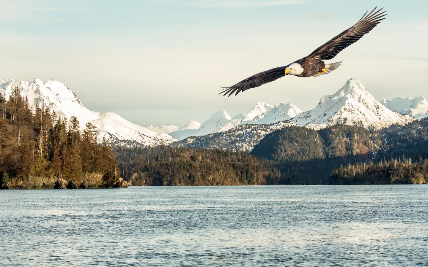 sunlight, bald eagle, mountains, flight, sea, flying, bird, snow
