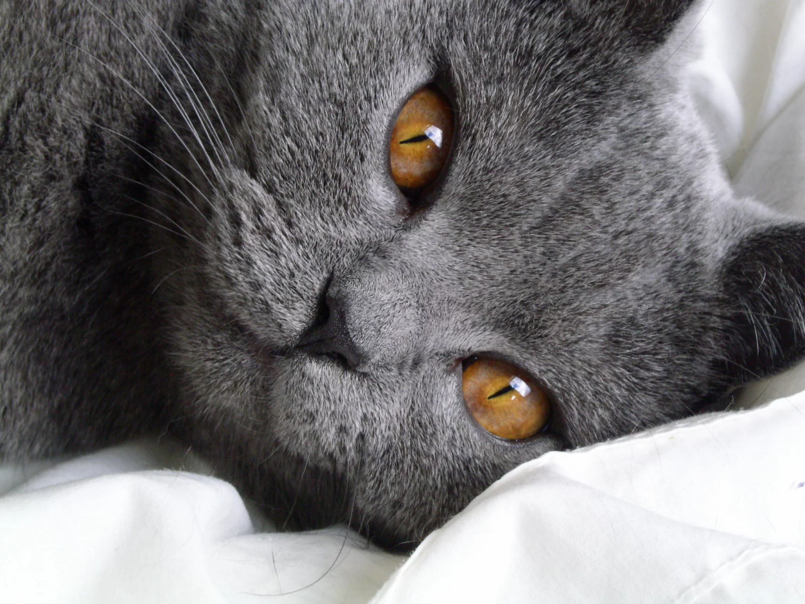 кошка, киса, кот