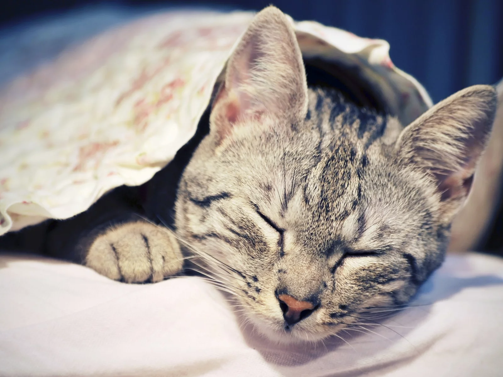 кошка, киса, кот
